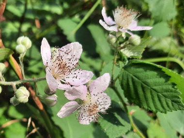 blackberry flowers