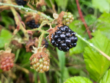 blackberry fruit