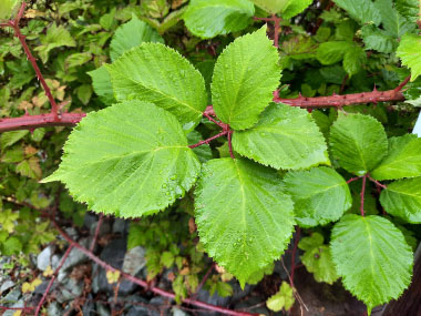 blackberry leaves