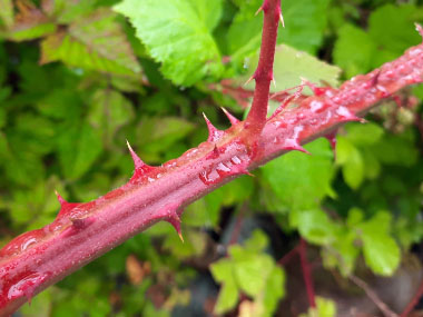 blackberry stems