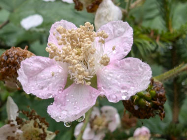 himalayan blackberry flower