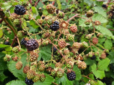 himalyan blackberries