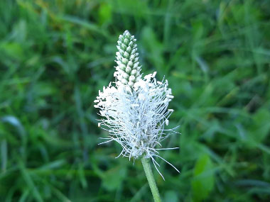 hoary plantain flower