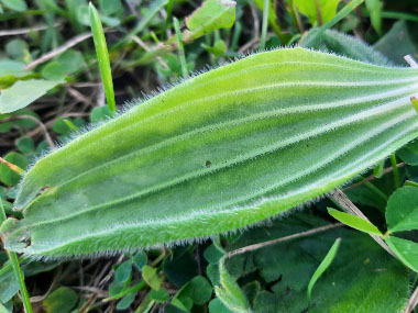 hoary plantain leaf