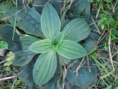 hoary plantain