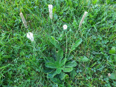 plantago media