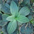 Hoary Plantain