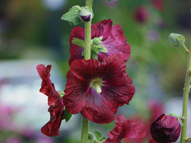 Hollyhock: Pictures, Flowers, Leaves & Identification | Alcea rosea