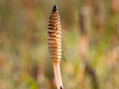 Horsetail: Pictures, Flowers, Leaves & Identification