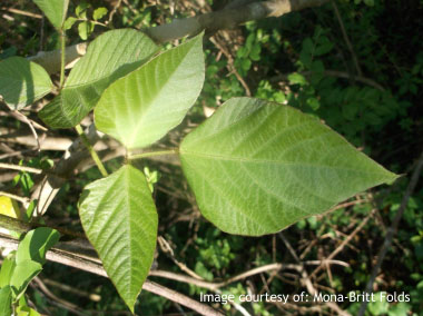 kudzu leaves