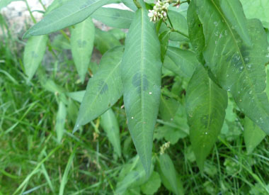 Lady #39 s Thumb: Pictures Flowers Leaves Identification Polygonum