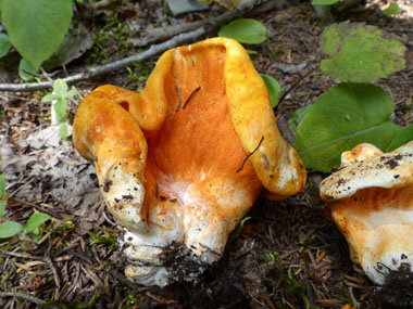 Lobster Mushroom: Identify via Pictures, Habitat, Season ...