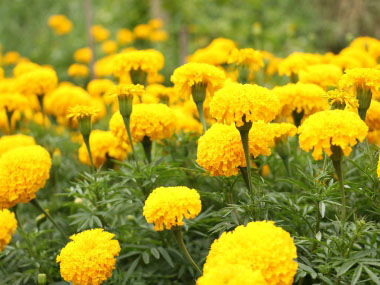 indian marigold flower scientific name