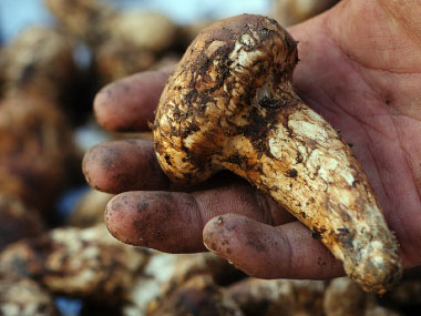 matsutake mushroom