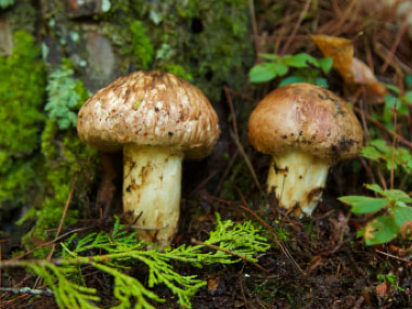 pine mushrooms