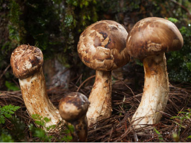 tricholoma matsutake