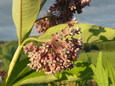 Milkweed Pictures Flowers Leaves Identification Asclepias Syriaca