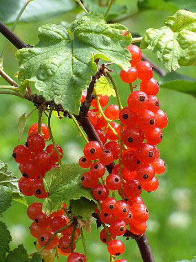 red currant fruit