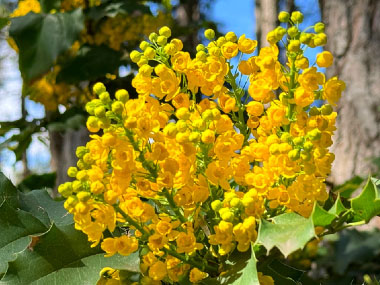 mahonia aquifolium flowers