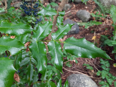 mahonia aquilifolium leaves