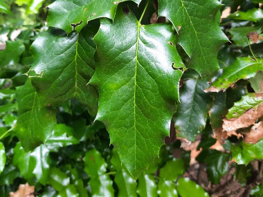 oregon grape leaf