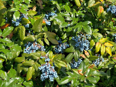 oregon grape shrub