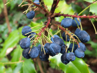 oregon grapes