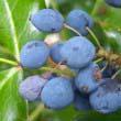 Oregon Grape