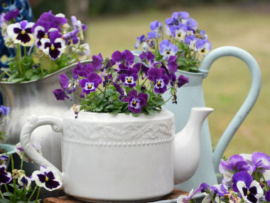 decorative pansies