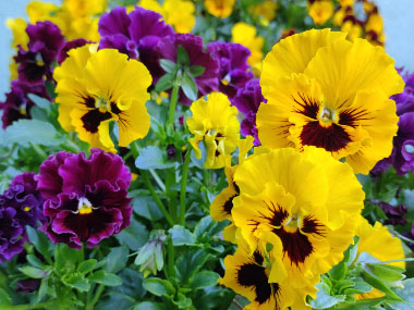 pansies