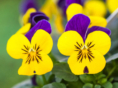 pansy flowers