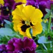 Pansy