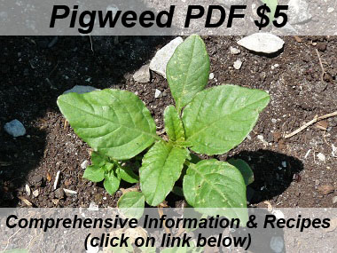 pigweed identification