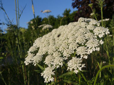Queen Anne's Lace: Pictures, Flowers, Leaves & Identification