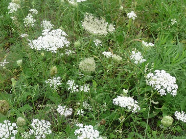 Queen Anne's lace is difficult to eradicate
