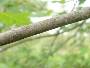 young maple bark