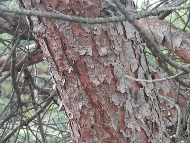 red pine bark