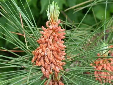 red pine female flower