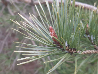 red pine needles