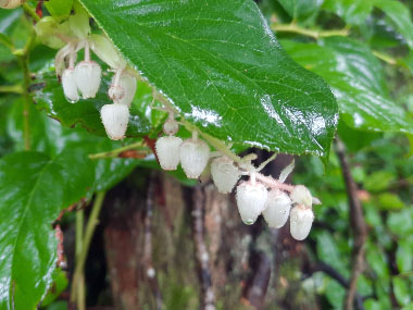 salal flowers