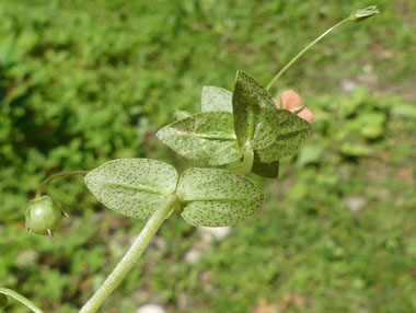 pimpernel plant