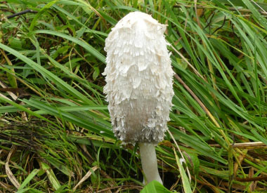 shaggy mane mushroom identify spore season ediblewildfood