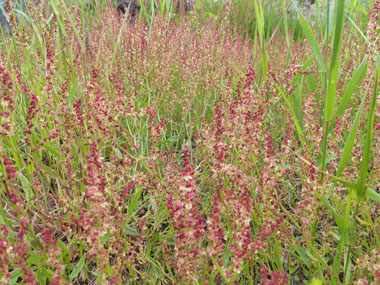 Sheep Sorrel Pictures Flowers Leaves And Identification - 