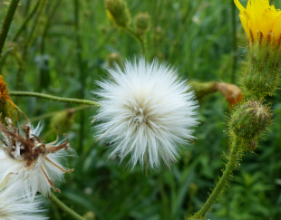 thistle sow seed identification flowers