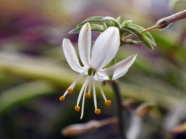chlorophytum comosum flower