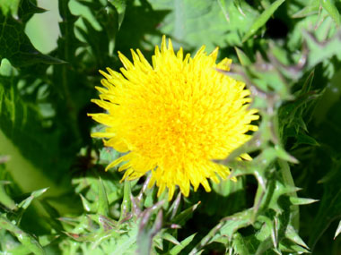spiny sow thistle flower