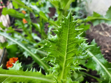 spiny sowthistle leaf