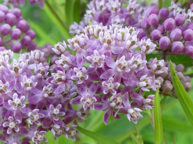 Swamp Milkweed: Pictures, Flowers, Leaves and Identification ...