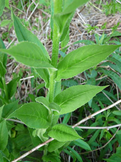hesperis matronalis leaves