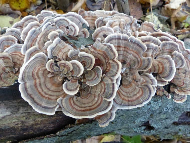 turkey tail mushroom edible fungi identify spore wild eat